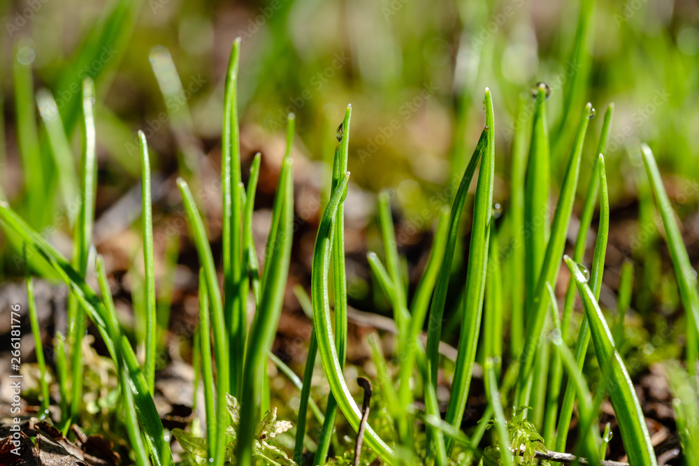 Obraz premium first fresh green grass sprouts in spring
