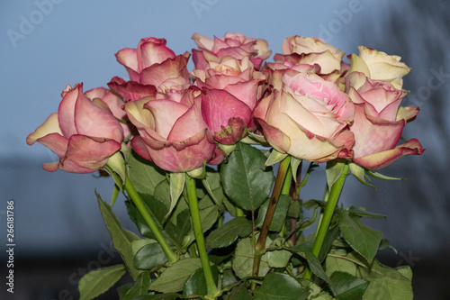 flowers  bouquet  pink  roses  buds  petals  beauty  tenderness