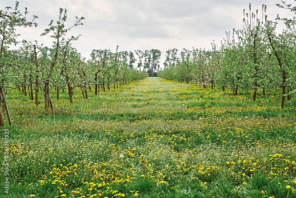 beautiful blooming apple trees orchard in spring garden
