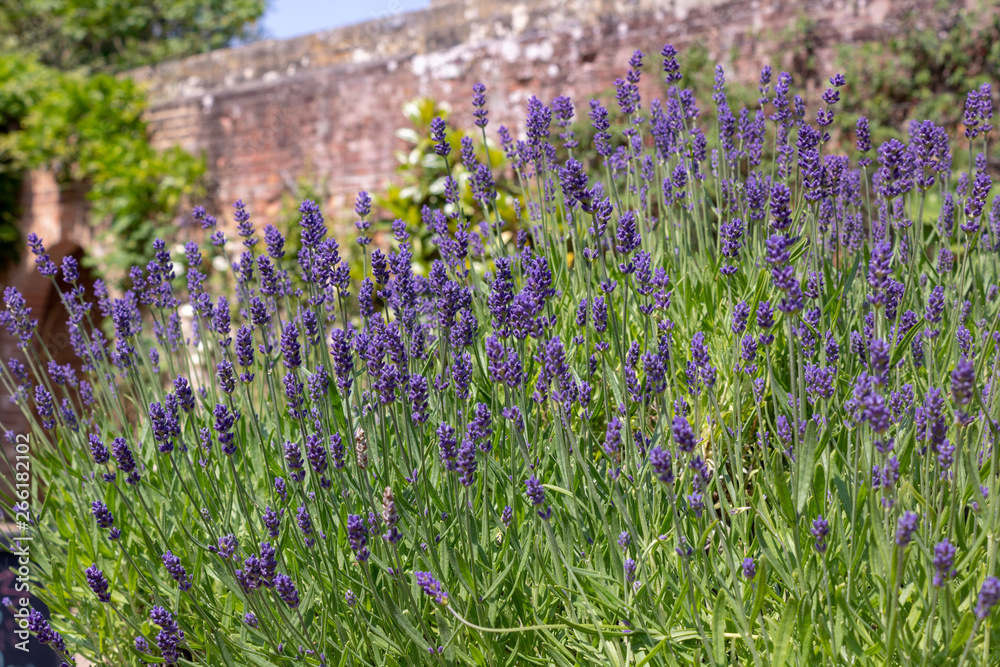 Obraz premium lavender flower field