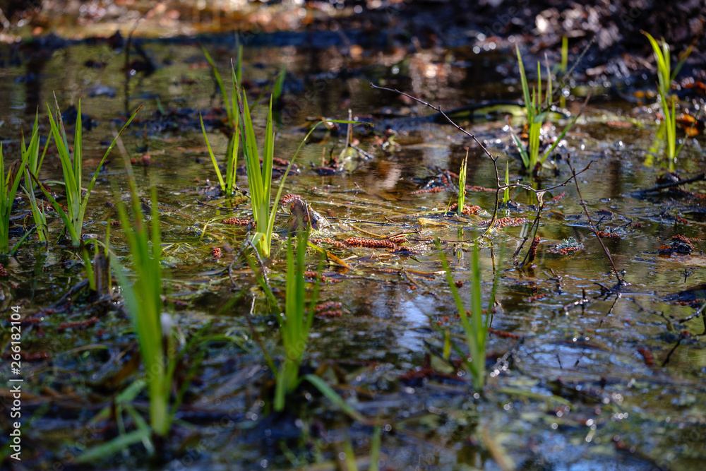 first fresh green grass sprouts in spring first fresh green grass sprouts in spring