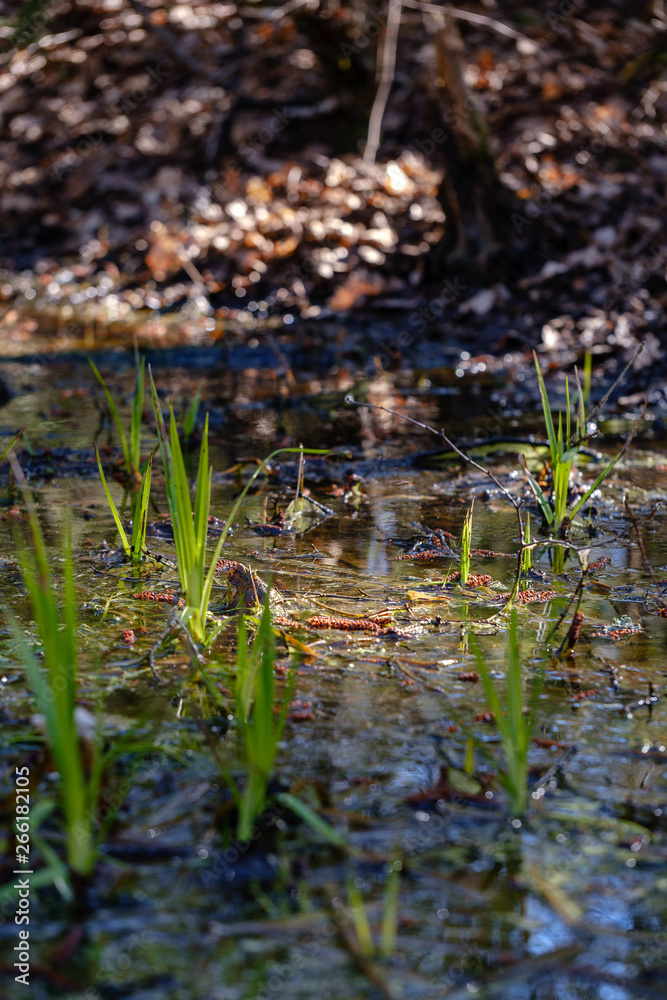 first fresh green grass sprouts in spring