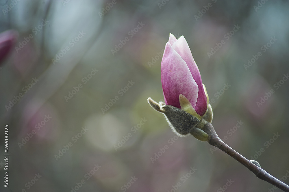 Beautiful pink magnolias on blue sky background. in botanical garden blossom magnolia Beautiful pink magnolias on blue sky background. in botanical garden blossom magnolia