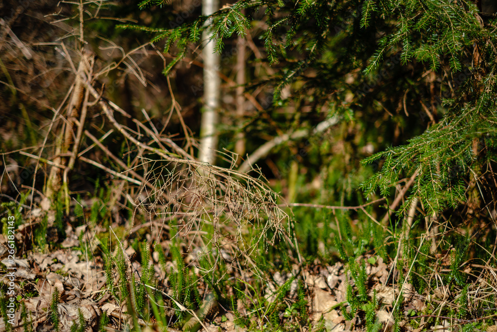 young fresh spring green spruce tree forest in sunny day young fresh spring green spruce tree forest in sunny day
