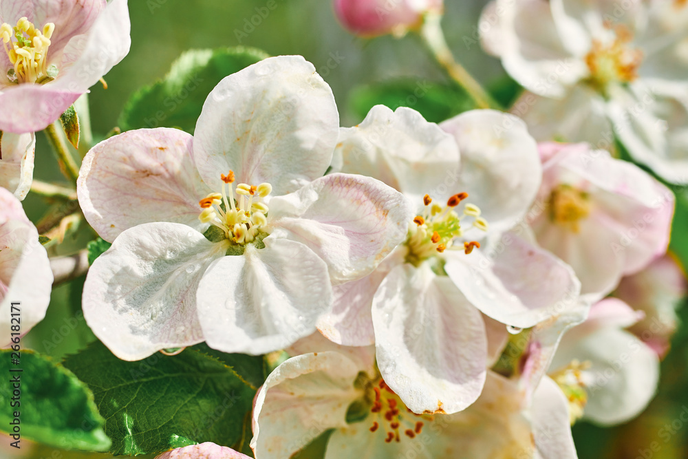 Fototapeta premium beautiful blooming apple trees orchard in spring garden close up