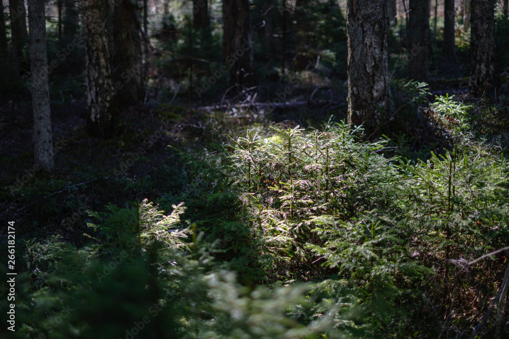 young fresh spring green spruce tree forest in sunny day