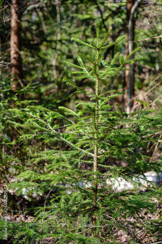 young fresh spring green spruce tree forest in sunny day
