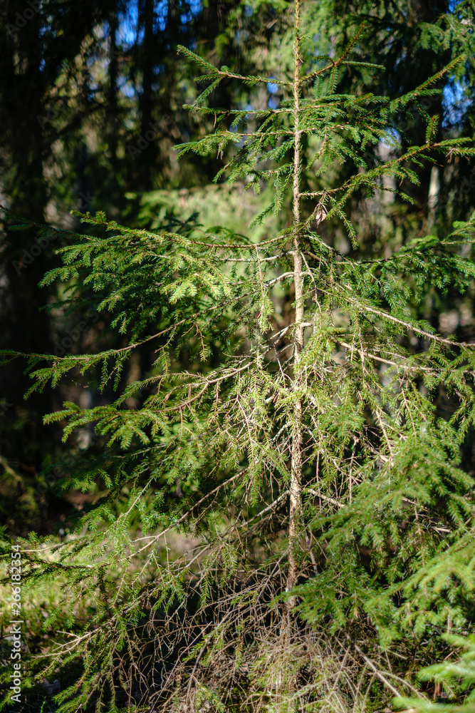 young fresh spring green spruce tree forest in sunny day young fresh spring green spruce tree forest in sunny day