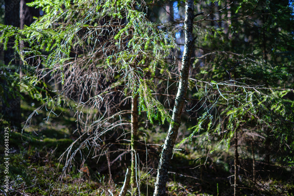 young fresh spring green spruce tree forest in sunny day young fresh spring green spruce tree forest in sunny day