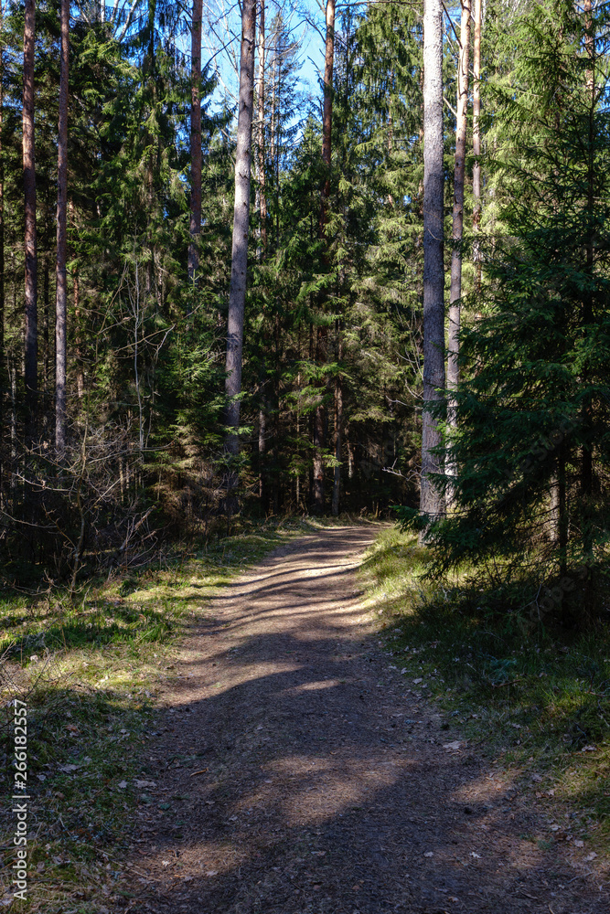 empty gravel dust road in forest with sun rays and shadows empty gravel dust road in forest with sun rays and shadows