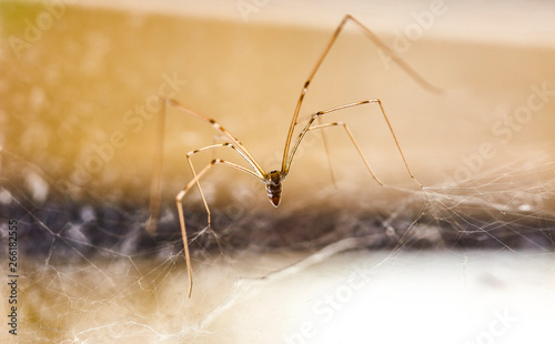 Domestic Spider (Pholcus phalangioides) #2 photo