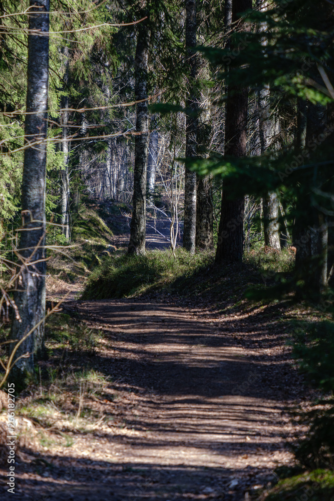 empty gravel dust road in forest with sun rays and shadows empty gravel dust road in forest with sun rays and shadows