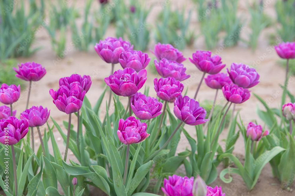 Obraz premium Flower beds with colorful tulips - Image