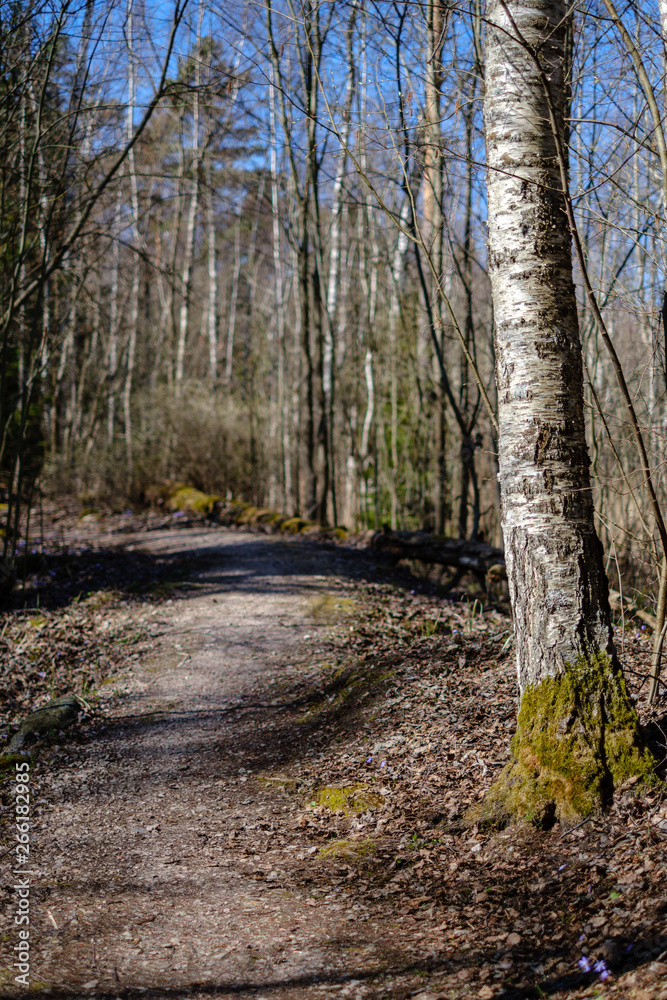 empty gravel dust road in forest with sun rays and shadows empty gravel dust road in forest with sun rays and shadows