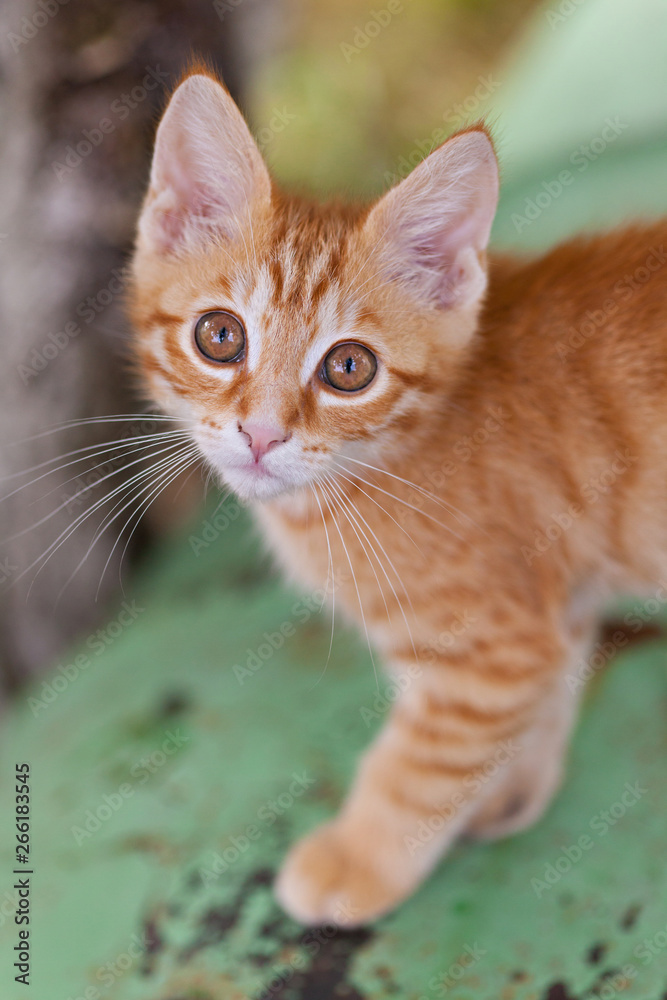 Curious small red kitten