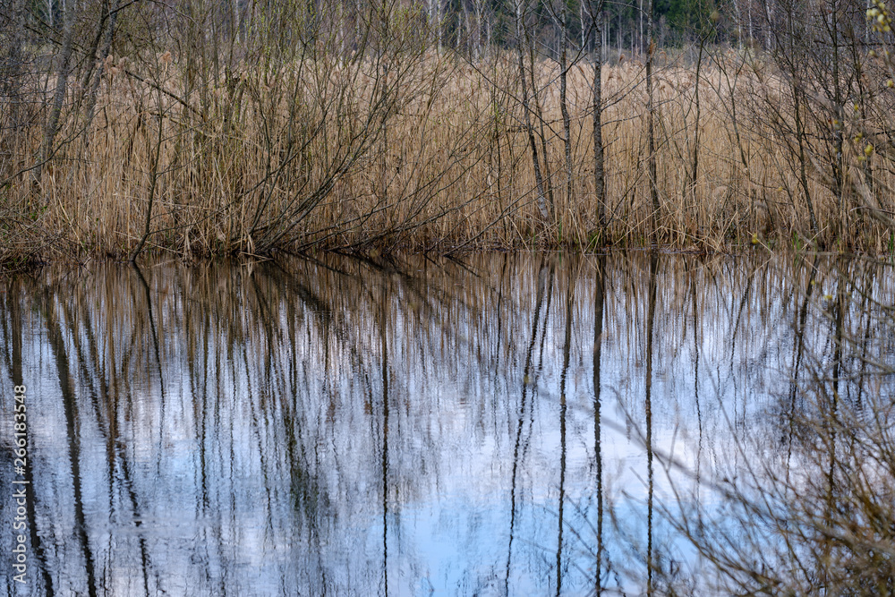 forest lake surrounded by tree trunks and branches with no leaves forest lake surrounded by tree trunks and branches with no leaves
