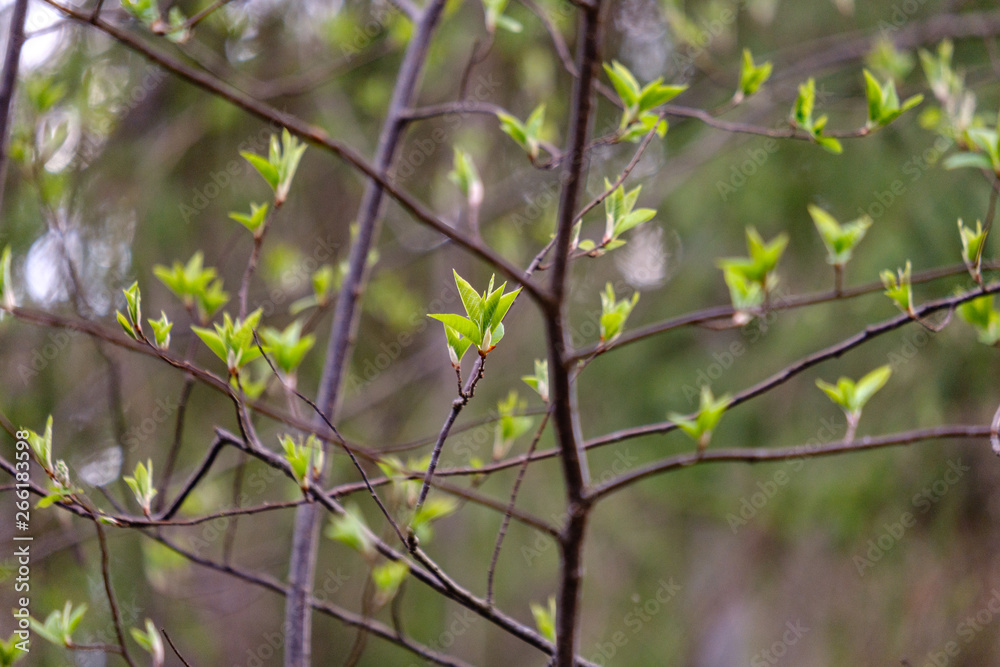 first fresh green leaves on trees in spring