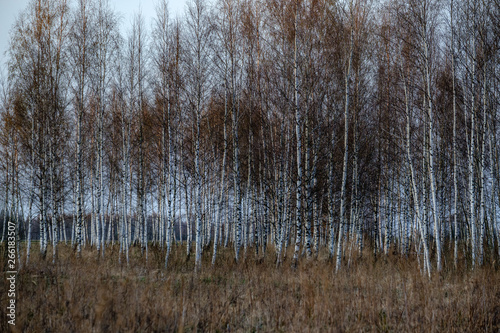 birch and aspen tree grow in spring with first leaves hatching