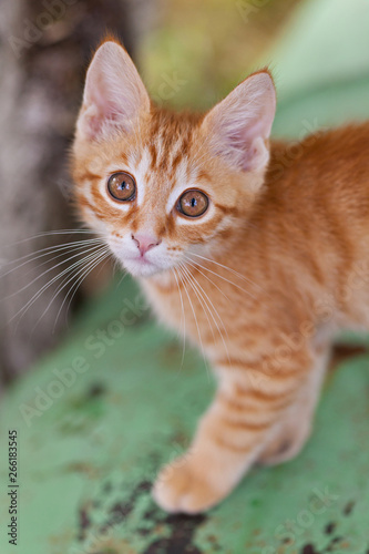 Curious small red kitten