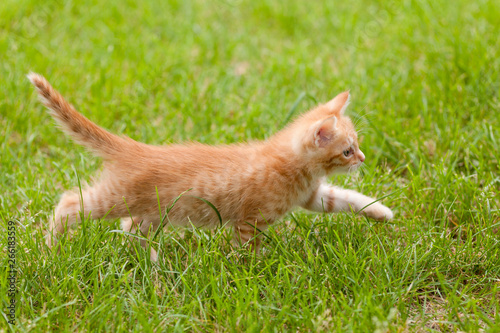 Littlw kitten outdoor
