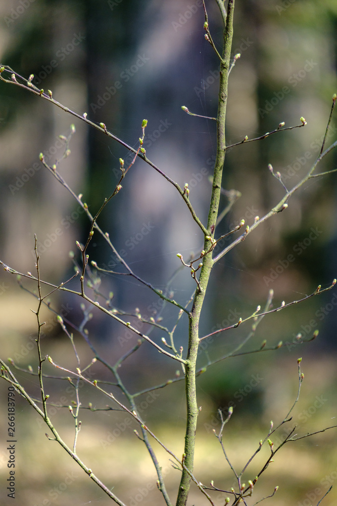 first fresh green leaves on trees in spring first fresh green leaves on trees in spring