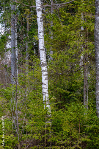 Fototapeta Naklejka Na Ścianę i Meble -  young fresh spring green spruce tree forest in sunny day
