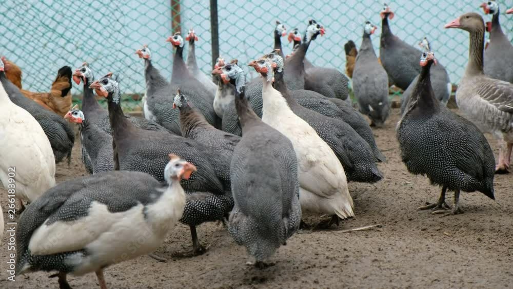 Galeeny, rooster and chicken walking on the ground by the henhouse. Home eco farm concept. Galeeny, rooster and chicken walking on the ground by the henhouse. Home eco farm concept.