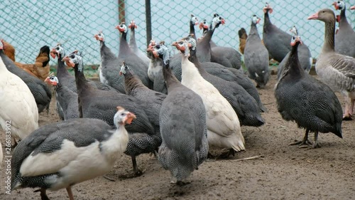 Galeeny, rooster and chicken walking on the ground by the henhouse. Home eco farm concept. photo