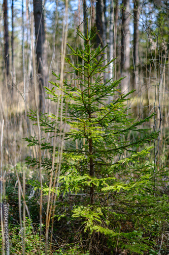 Fototapeta Naklejka Na Ścianę i Meble -  young fresh spring green spruce tree forest in sunny day