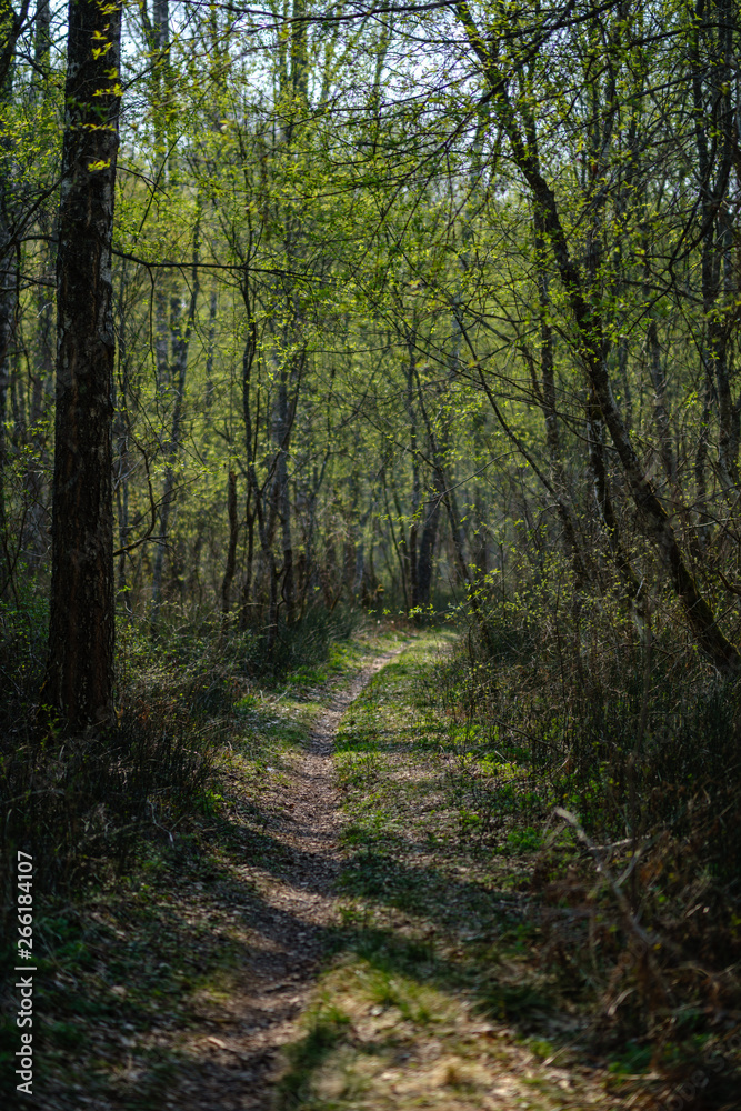 Naklejka premium empty gravel dust road in forest with sun rays and shadows