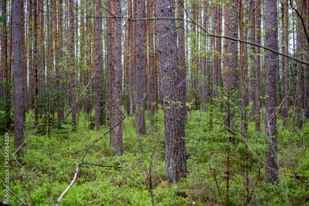 first fresh green leaves on trees in spring first fresh green leaves on trees in spring
