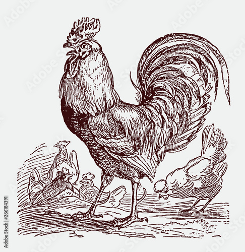Crowing rooster, gallus domesticus standing in front of four hens Fototapeta