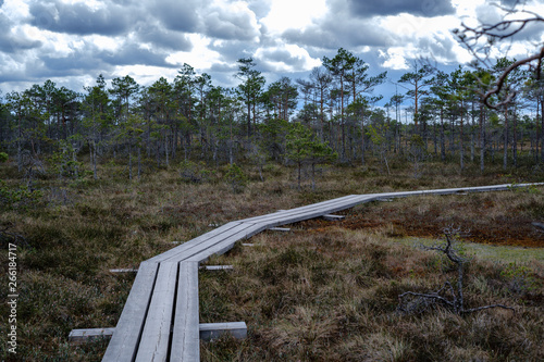 beautiful wooden plank boardwalk footpaths in swamp national park of Kemrei in Latvia