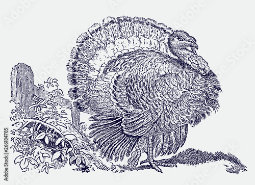 Male  turkey meleagris gallopavo domestica displaying tail fan feathers. Illustration after vintage engraving from 19th century