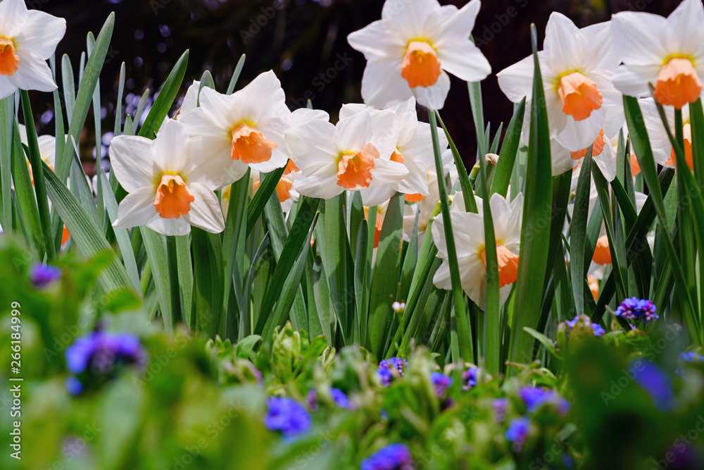Fototapeta premium Daffodils flower growing in the spring garden