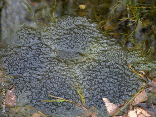 A goup of frogspawn on surface of a pond