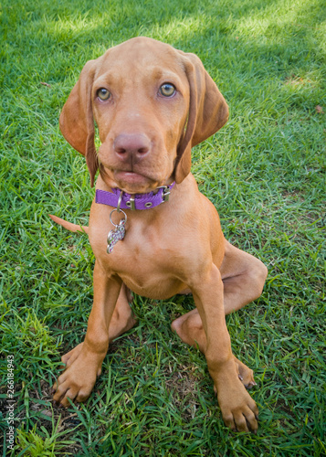 a brown puppy vizsla dog
