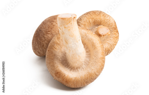 shiitake mushroom isolated