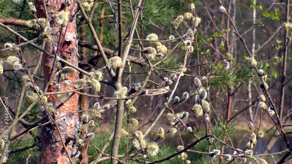 Spring willow with buds near the lake. Landscape Wildlife of Northern Europe. Spring willow with buds near the lake. Landscape Wildlife of Northern Europe.