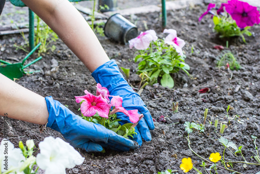 Fototapeta premium Planting petunias in a flower bed.