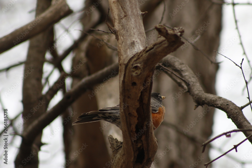 Fototapeta premium American Robin (Turdus migratorius) - Victoria BC, Canada