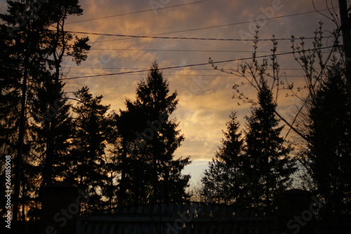 Sunset in the forest. Electrical wires and background sky. Spruce and trees.