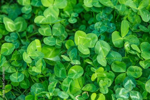 Green clover fresh summer background