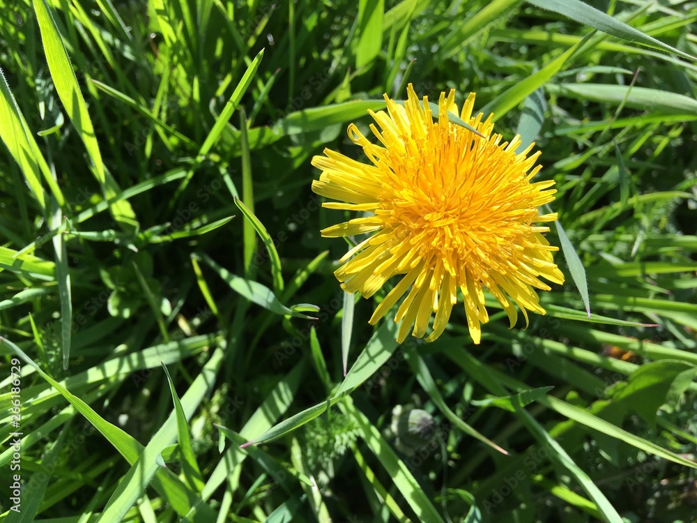 dandelion in grass dandelion in grass