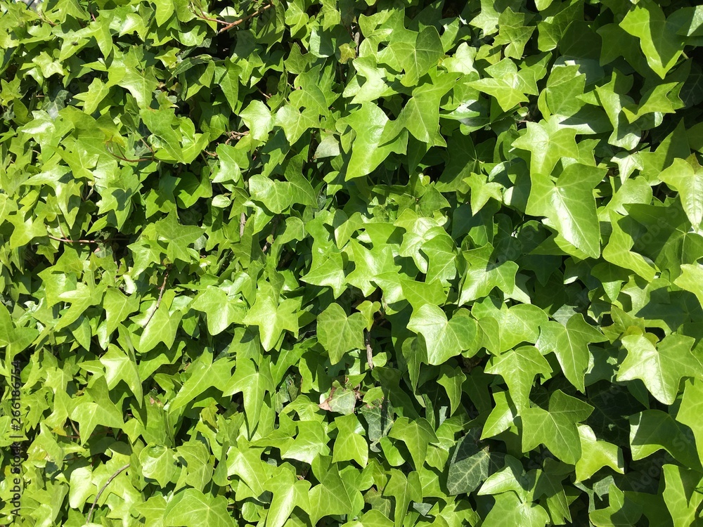 Obraz premium green leaves background