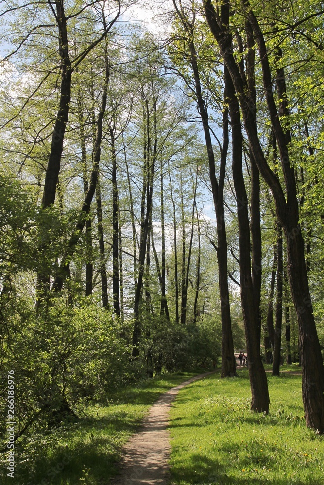 trees in park at spring