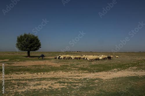 life in rural areas and sheep