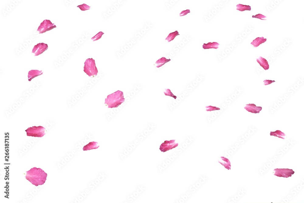 Blurred a pink rose corolla on white isolated background with softly style 