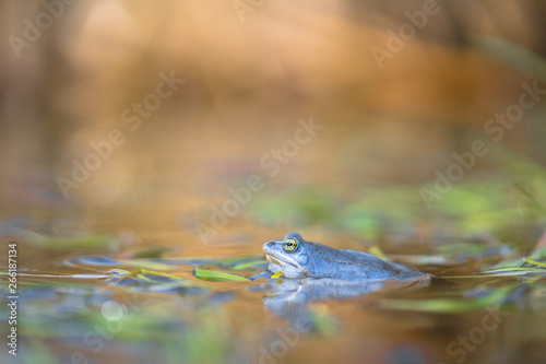 The Moor frog Rana arvalis in Czech Republic © MF Photo