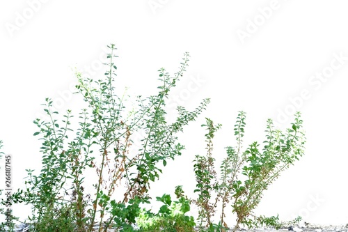 Young plant leaves with twigs on white isolated background for green foliage backdrop 